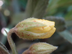 Hermannia lancifolia