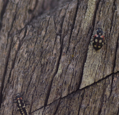 Eriopis punicola