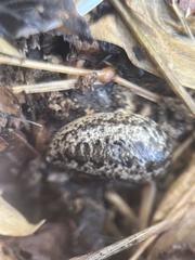Philomycus carolinianus