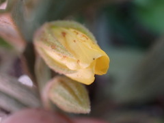 Hermannia lancifolia