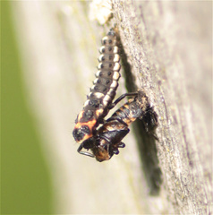 Eriopis punicola