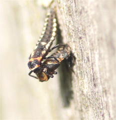 Eriopis punicola