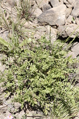Senecio subrubriflorus
