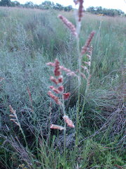 Urochloa serrata