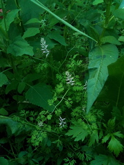 Fumaria