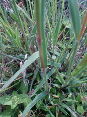Urochloa serrata
