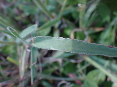 Urochloa serrata