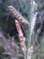 Urochloa serrata