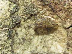 Fulgoromorpha
