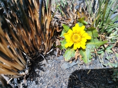 Hypochaeris sessiliflora