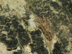 Fulgoromorpha