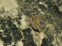 Fulgoromorpha