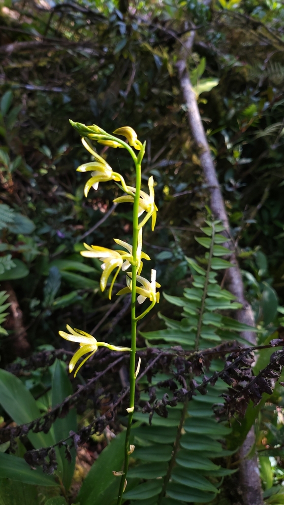 Chrysoglossum ensigerum