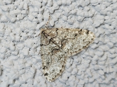 Phigalia denticulata