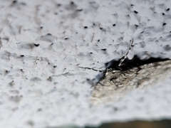 Phigalia denticulata