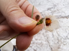 Sida linifolia