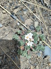 Geranium sessiliflorum