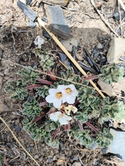 Geranium sessiliflorum