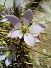 Gentianella ottonis