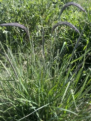 Hordeum muticum