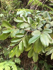 Dalbergia benthamii