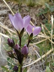 Gentianella ottonis