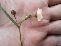 Sida linifolia