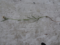 Sida linifolia