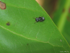 Cephalotes pusillus