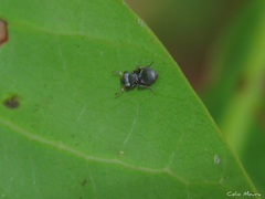 Cephalotes pusillus