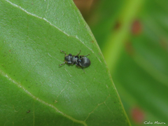 Cephalotes pusillus
