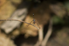 Dythemis sterilis