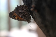 Hipparchia aristaeus