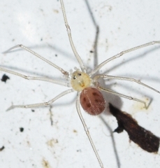 Spermophora senoculata