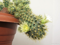 Mammillaria prolifera