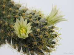 Mammillaria prolifera