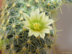 Mammillaria prolifera