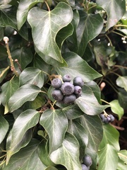 Hedera helix