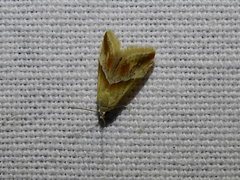 Eublemma roseana