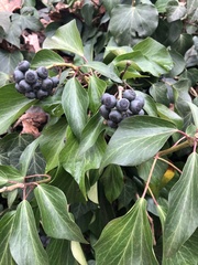 Hedera helix