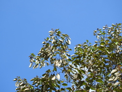 Vismia guianensis