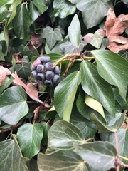 Hedera helix