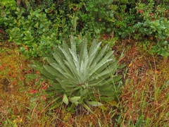 Espeletia