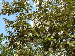 Vismia guianensis