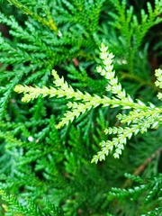 Thujopsis dolabrata