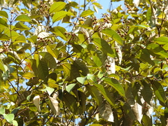 Vismia guianensis