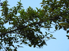 Vismia guianensis