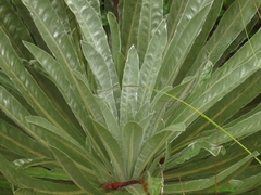 Espeletia