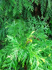 Thujopsis dolabrata