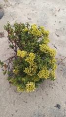 Chorizanthe mieresii